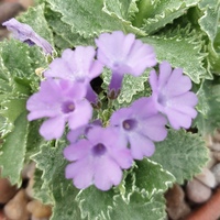 Primula marginata 'Clear's Variety'